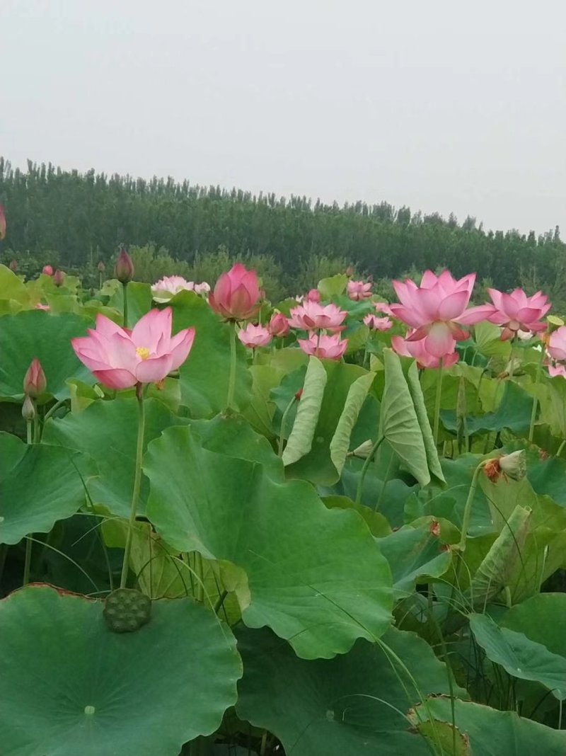 荷花苗
