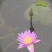 荷花苗