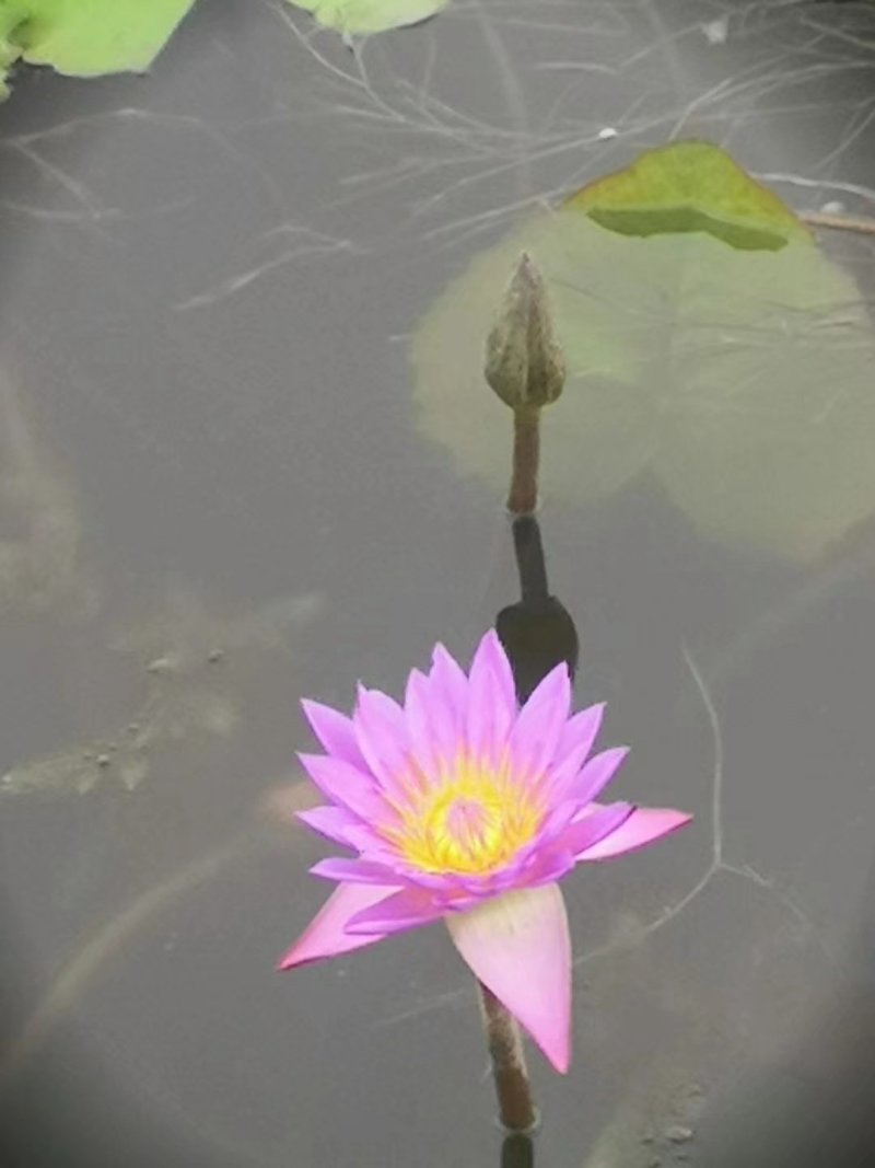 荷花苗
