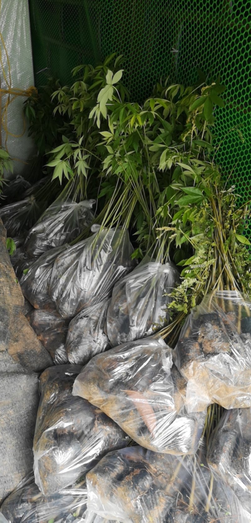 行道树美丽木棉树苗高度30公分起