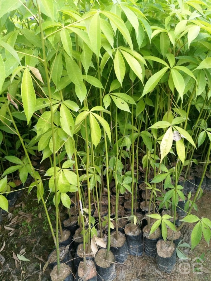 行道树美丽木棉树苗高度30公分起