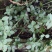 {石蝉草}胡辣草.散血丹.火伤叶。《包邮》