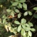 {石蝉草}胡辣草.散血丹.火伤叶。《包邮》