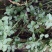{石蝉草}胡辣草.散血丹.火伤叶。《包邮》