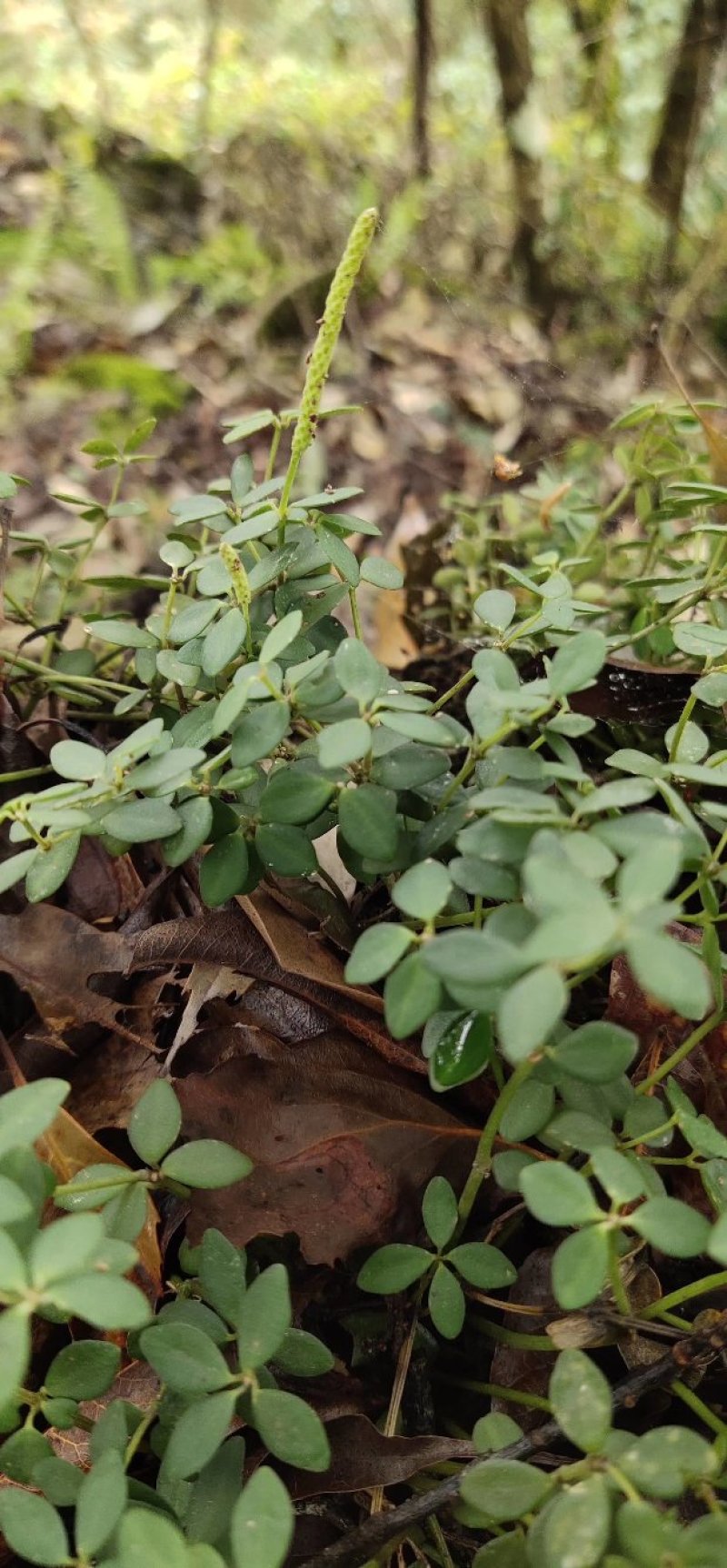 {石蝉草}胡辣草.散血丹.火伤叶。《包邮》