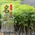 正宗海南黄花梨苗高度20-60