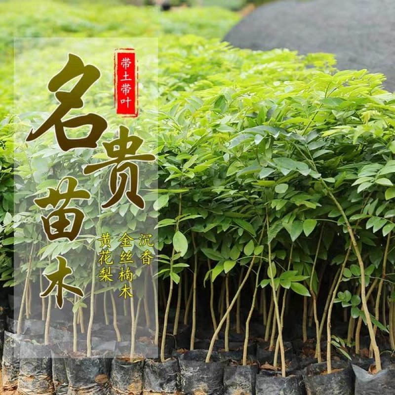 正宗海南黄花梨苗高度20-60