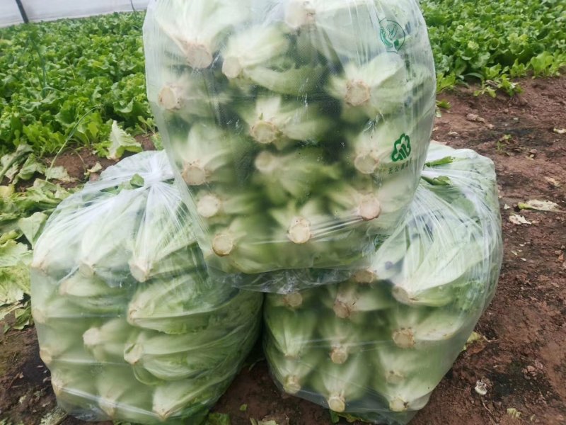 精品河南意大利生菜成色好无黄边基地批发质优价廉一手货源