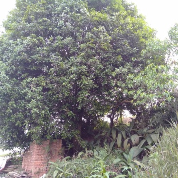 双头桂花树，数十年老桂花，树型优美，价格可商议