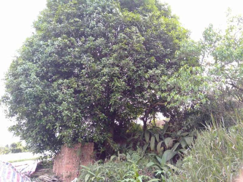 双头桂花树，数十年老桂花，树型优美，价格可商议