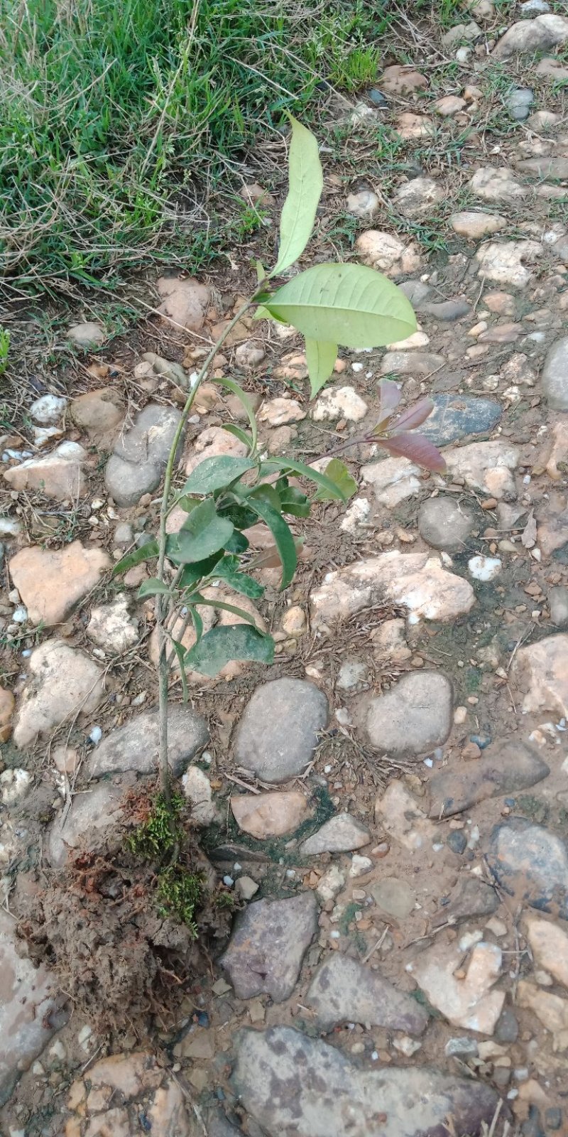 四季桂地苗，绿化苗木地苗