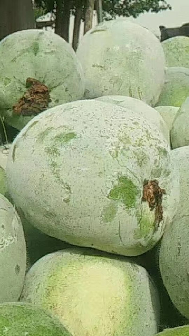 莘县一串零冬瓜，产地直供直销，诚信代办代发
