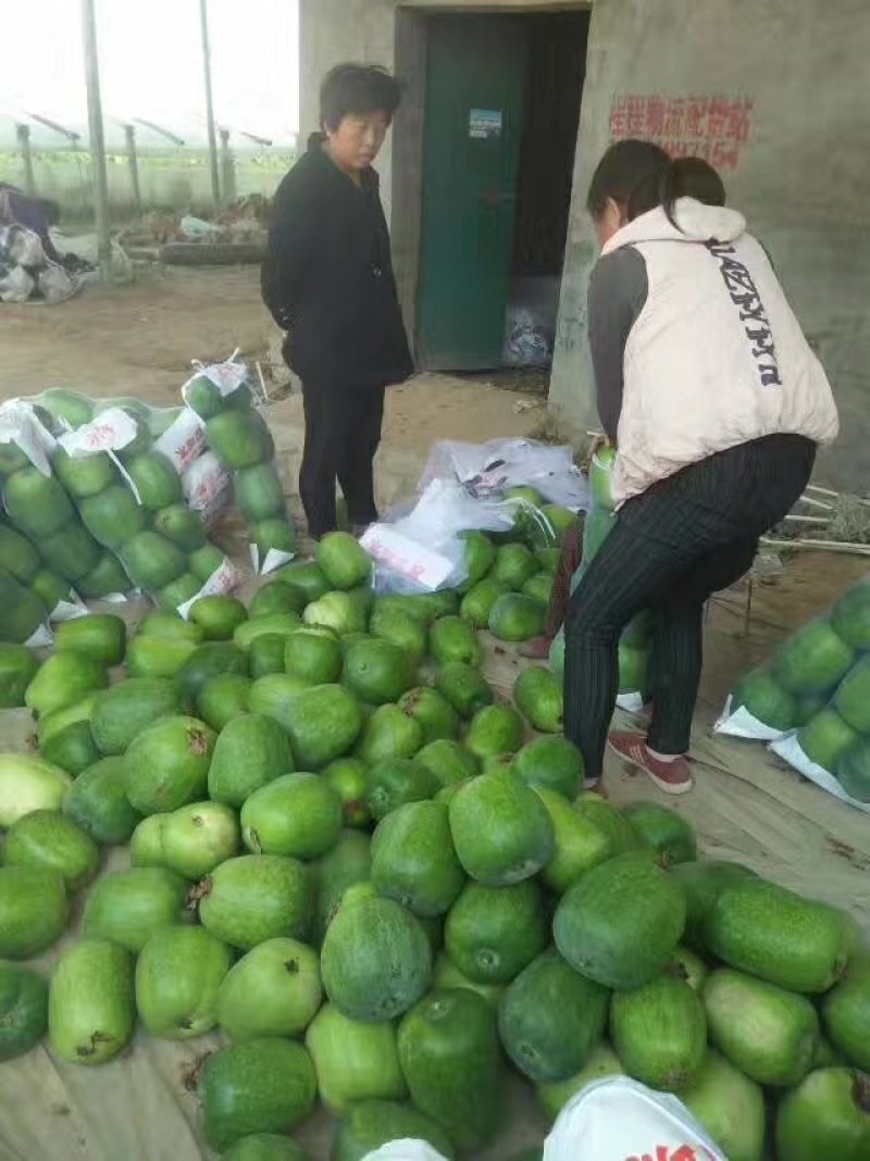 莘县一串零冬瓜，产地直供直销，诚信代办代发