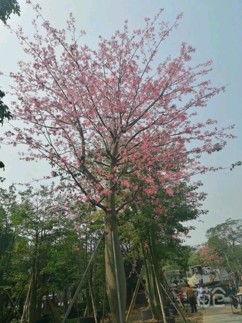 行道树大腹木棉苗高度30公分起
