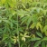 行道树大腹木棉苗高度30公分起