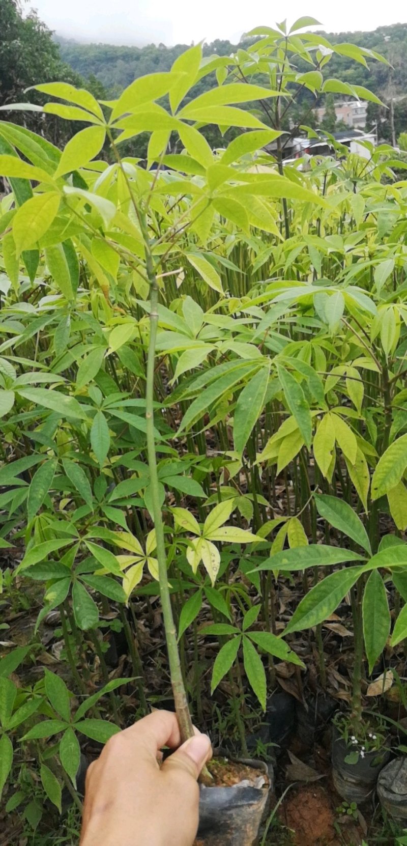 行道树大腹木棉苗高度30公分起