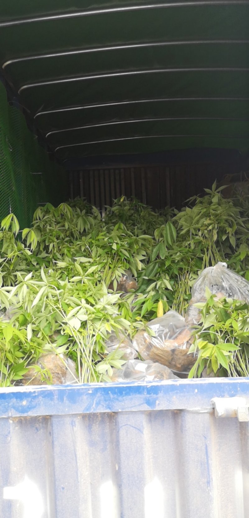 行道树大腹木棉苗高度30公分起