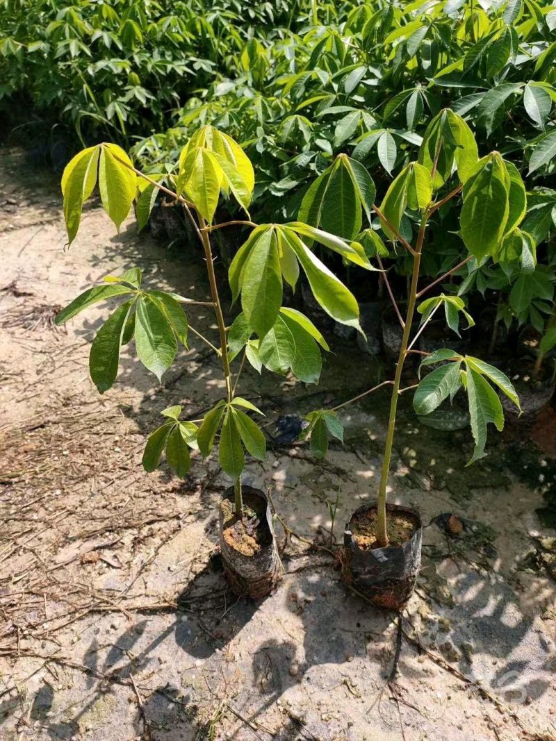 行道树大腹木棉苗高度30公分起