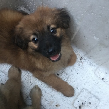 狗苗