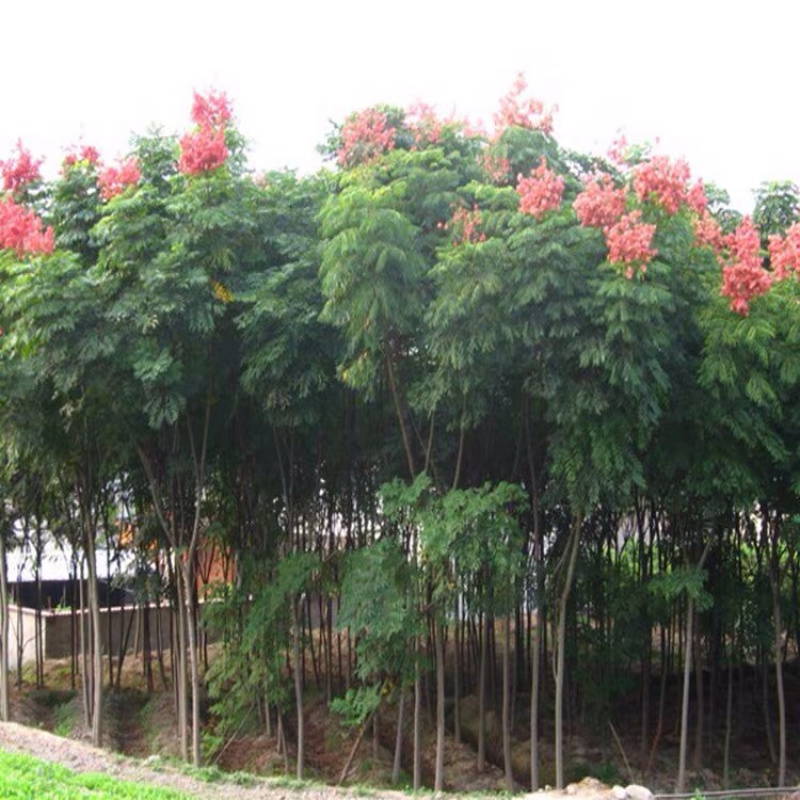 栾树苗免费包邮基地直销现挖现卖