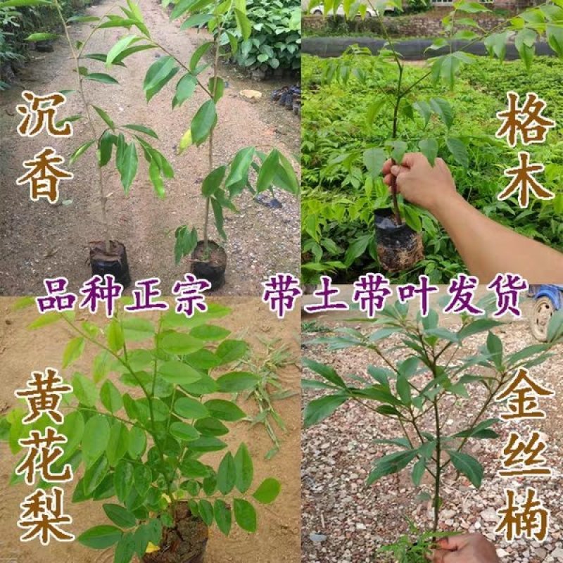 名贵苗木沉香苗高度20起