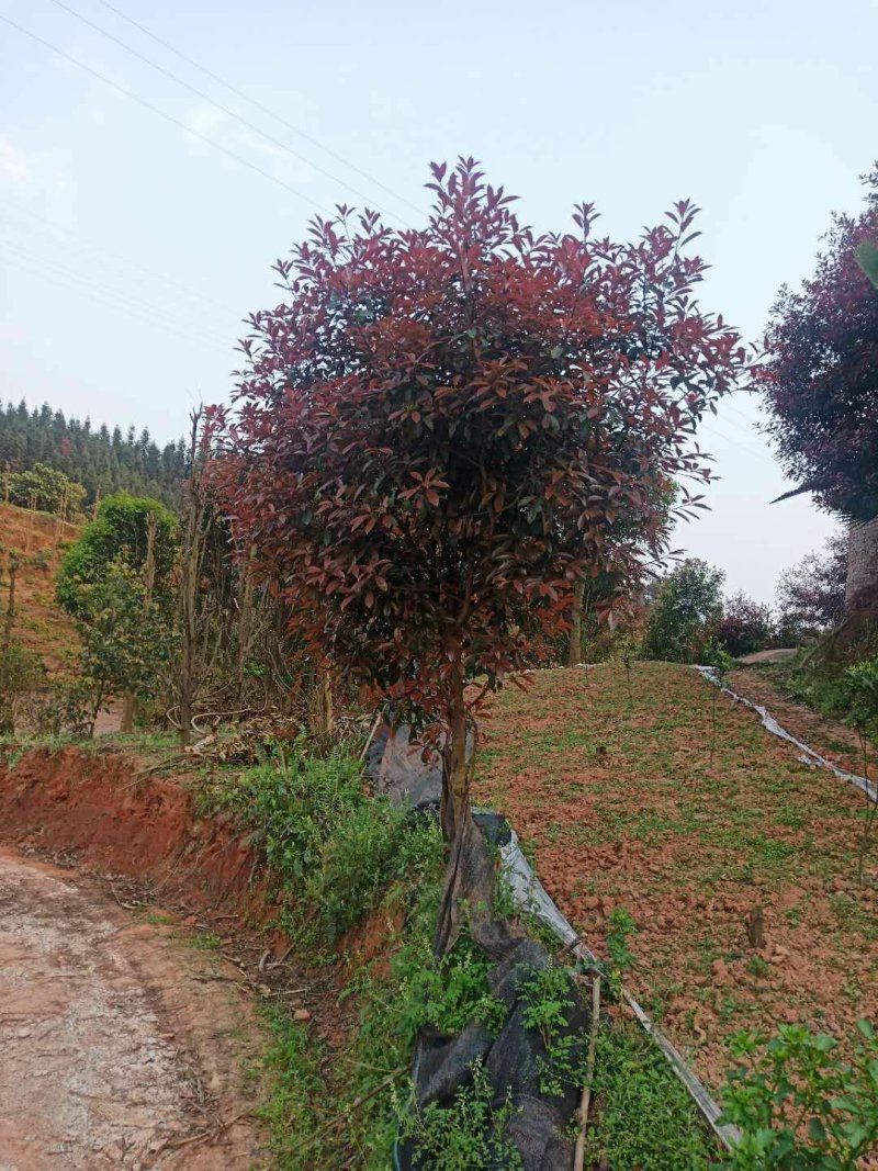 红叶石楠，高杆红叶石楠，米径4-10公分，大量有货