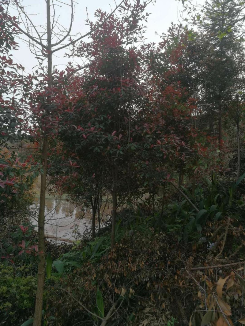 红叶石楠，高杆红叶石楠，米径4-10公分，大量有货