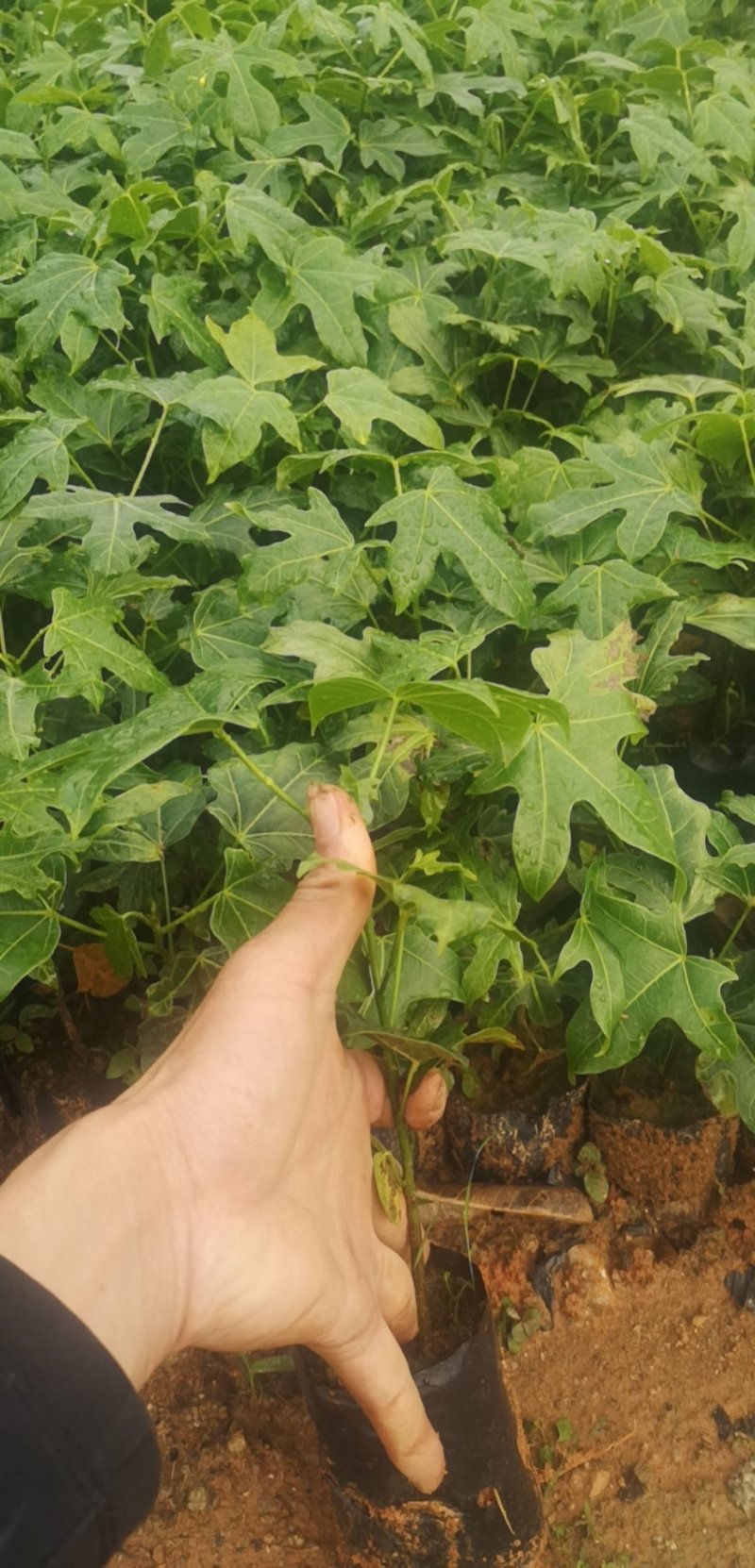 开花品种行道树澳洲火焰木