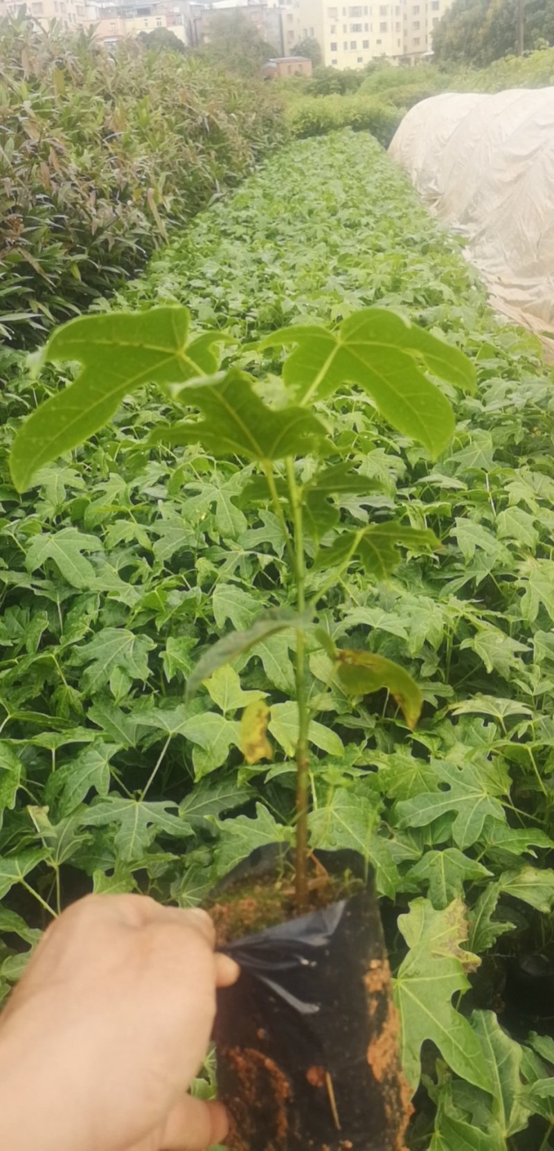 开花品种行道树澳洲火焰木