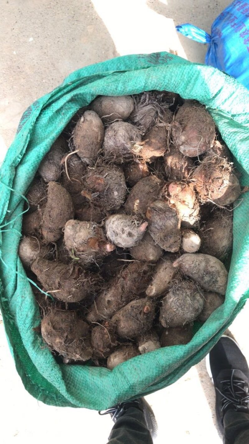 芋头便宜了！！！万亩规模，量大质优，全国代办代发货