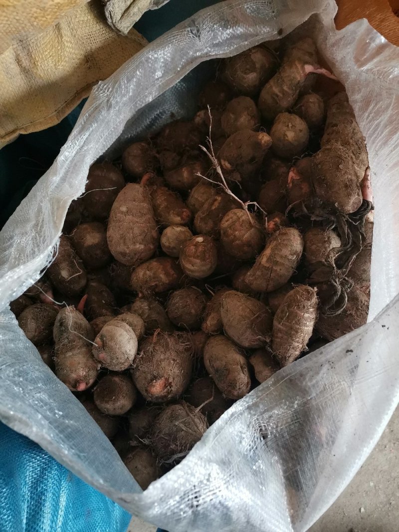 芋头便宜了！！！万亩规模，量大质优，全国代办代发货