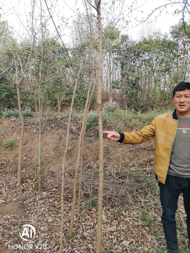 五角枫基地直供，3—10公分各种规格，量大从优，价格美丽