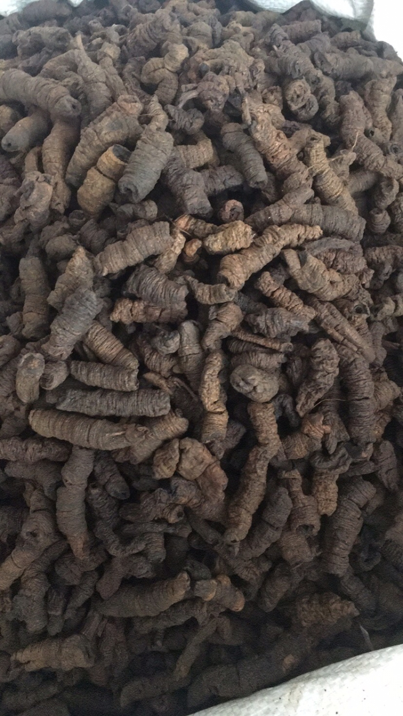 制巴戟巴戟巴戟巴戟天量大包邮