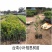 供应相思树苗造林苗20-80