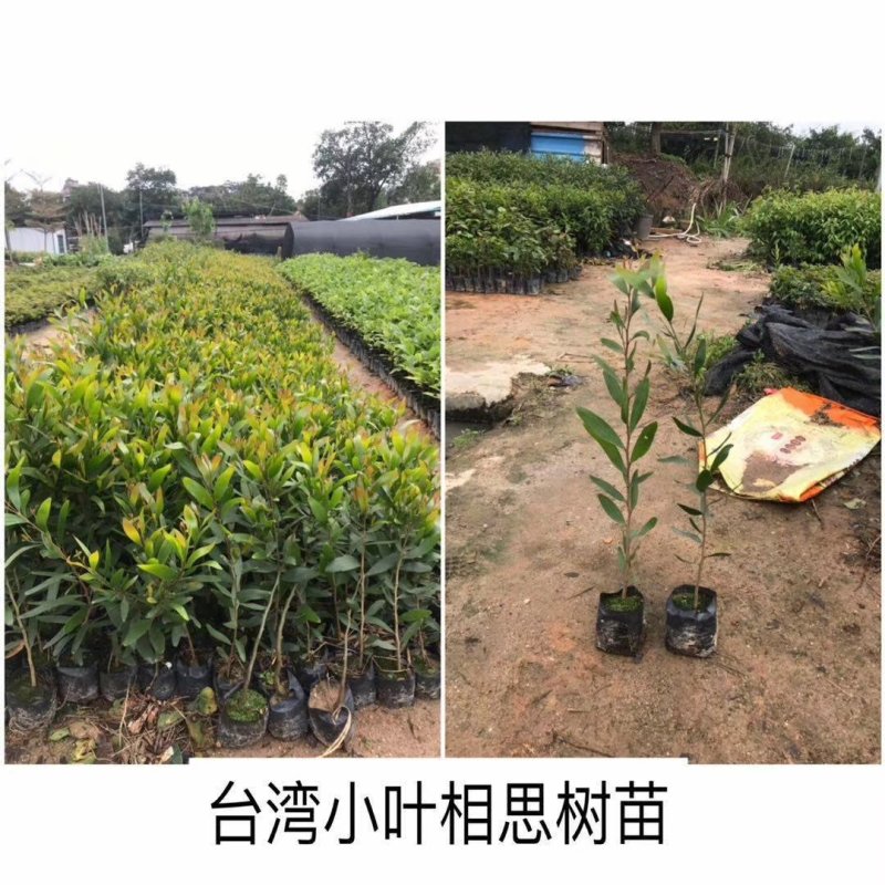 供应相思树苗造林苗20-80
