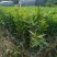 供应相思树苗造林苗20-80