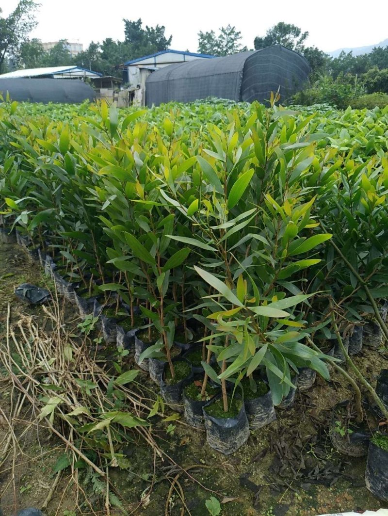 供应相思树苗造林苗20-80
