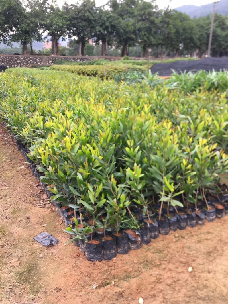 供应相思树苗造林苗20-80