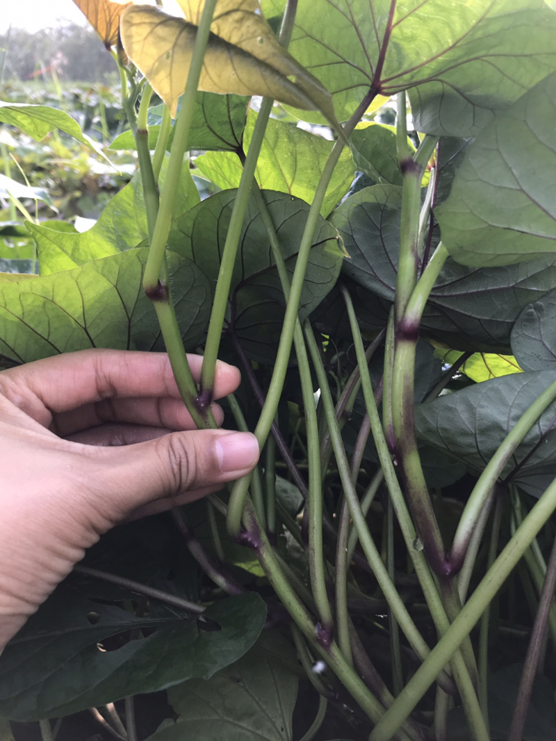 高产量高淀粉的哈蜜苗