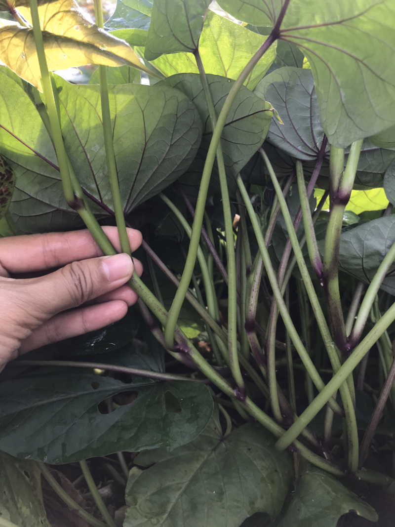 高产量高淀粉的哈蜜苗
