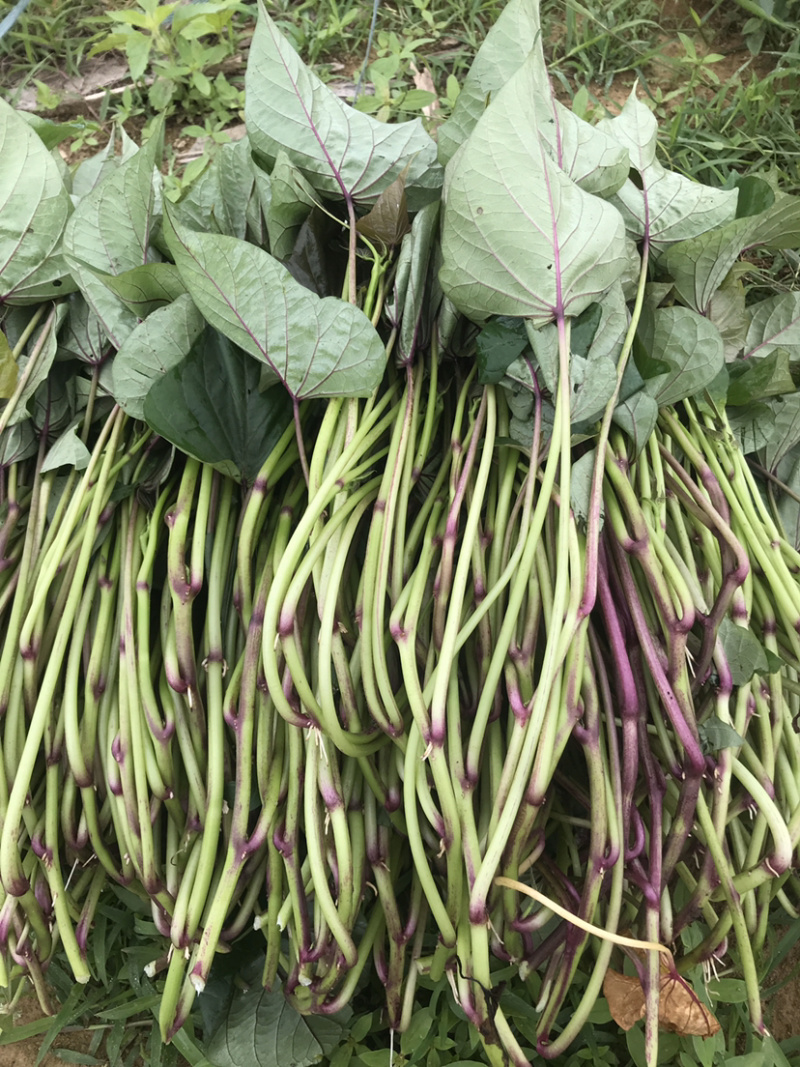 高产量高淀粉的哈蜜苗