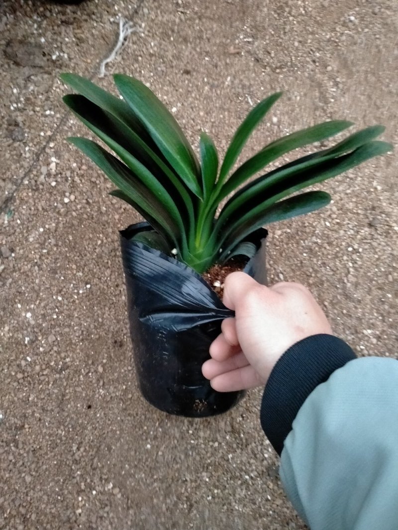 君子兰圆叶，精品多种规格可供选择
