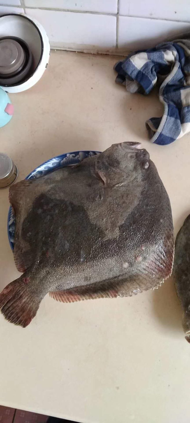 多宝鱼