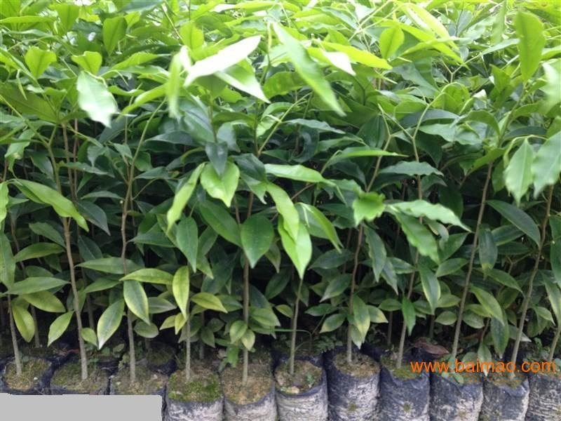 名贵苗木沉香苗高度20起
