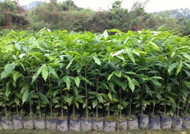 名贵苗木沉香苗高度20起