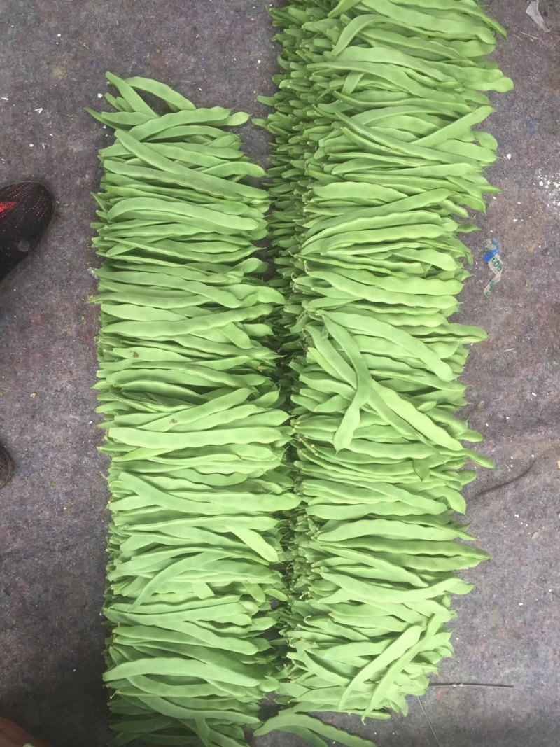 商河精品，通货，二级芸豆，大量上市。