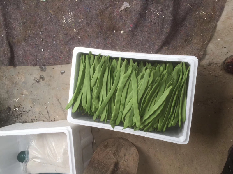 商河精品，通货，二级芸豆，大量上市。