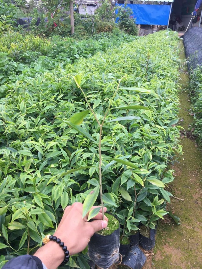 名贵苗木沉香苗高度20起