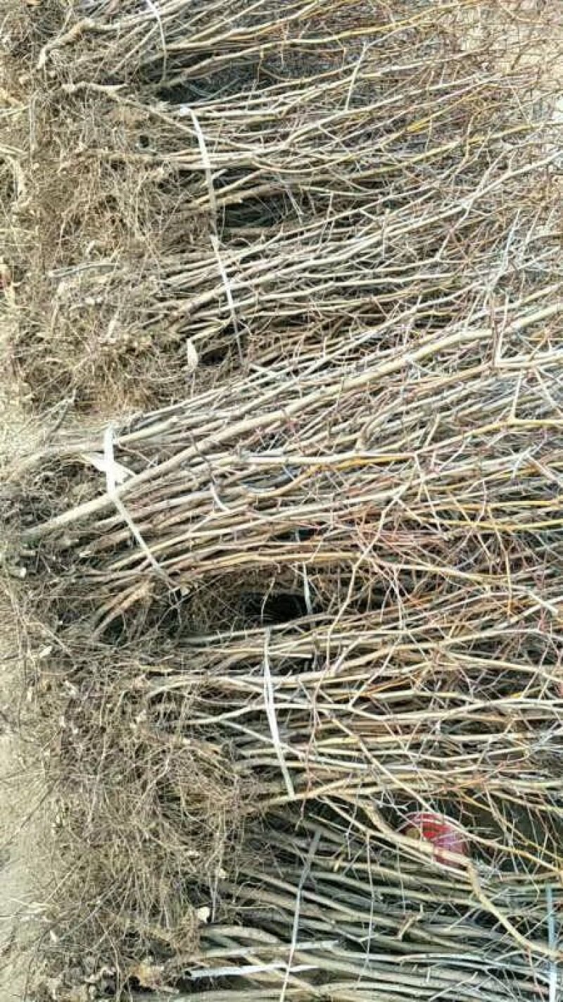 老枣树，枣树苗，占地树各种规格