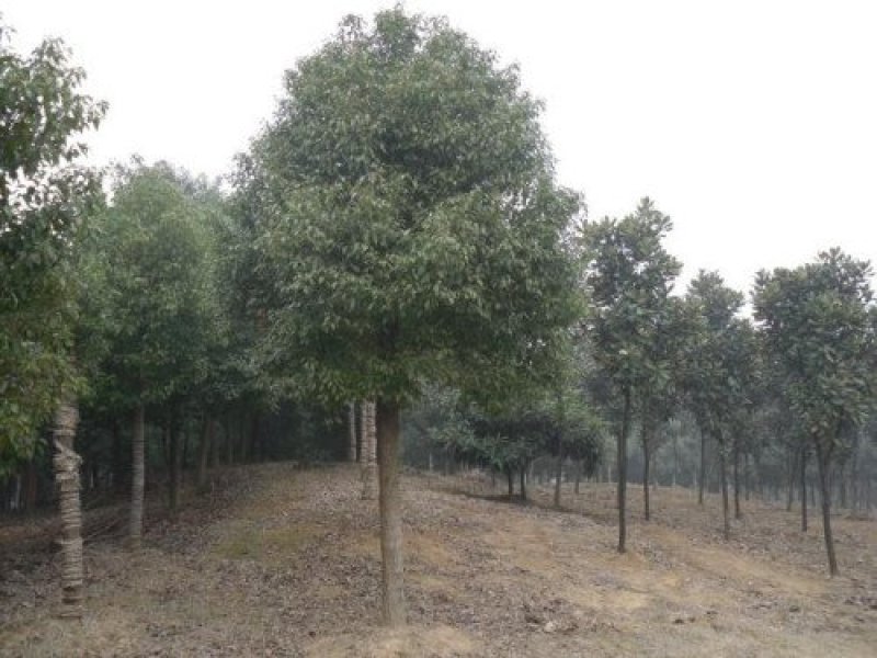 供应香樟树苗高度20-80